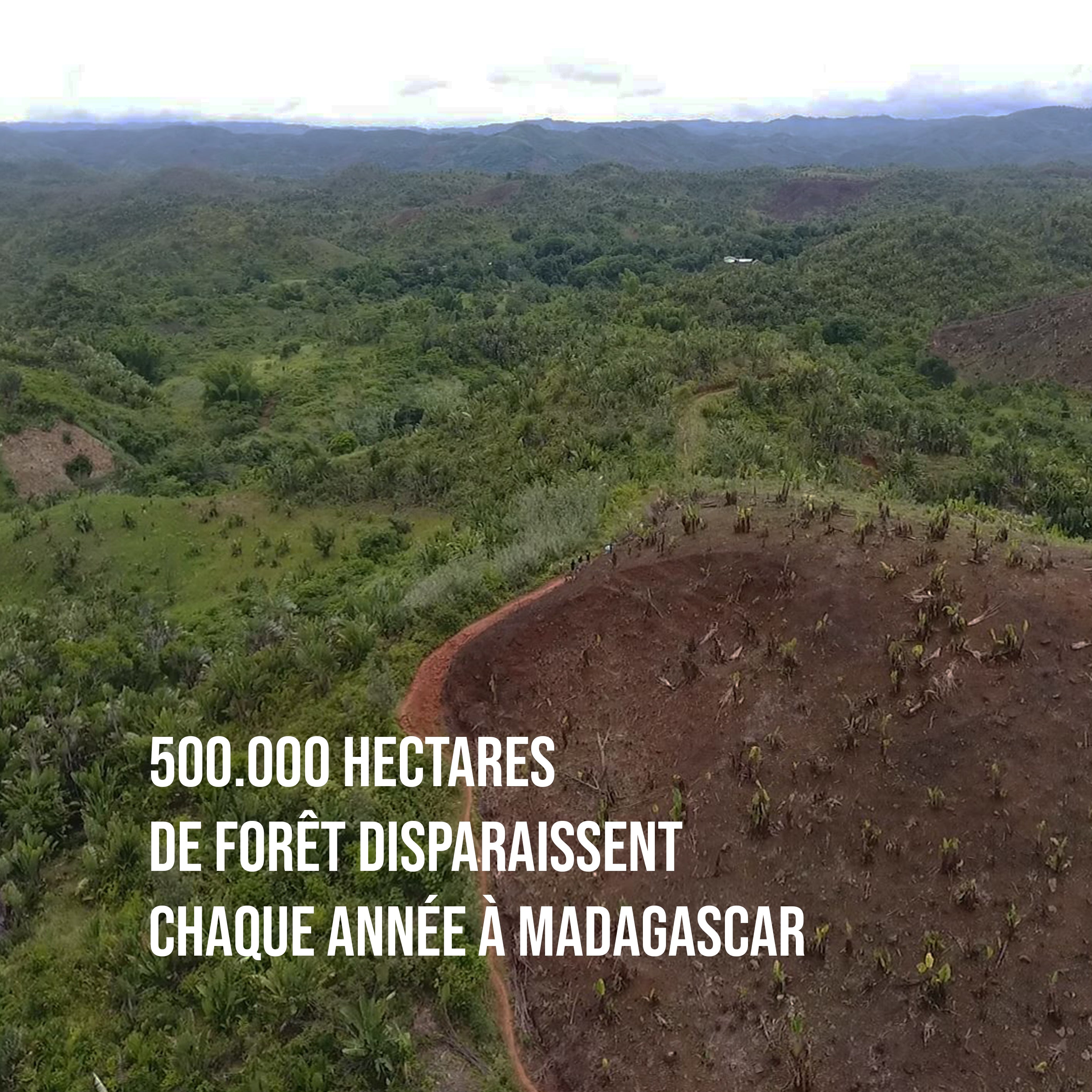 SAUVER UNE PARCELLE DE FORÊT